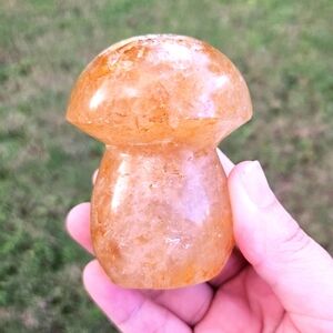 golden healer mushroom